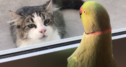 Preslatka papiga igra se skrivača sa susjedovom mačkom i to izgleda presmiješno