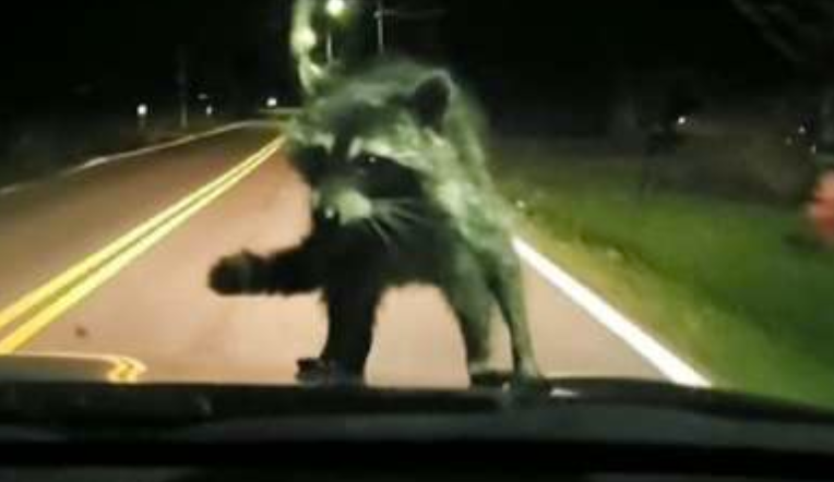 Obitelj ostala u šoku nakon što im je rakun skočio na auto u vožnji