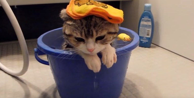 Znate li koliko često trebate kupati svoju mačku?