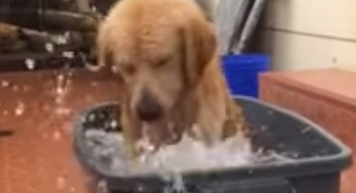 Dok mnogi čupavci mrze vodu, ovaj pas istinski uživa u kupanju