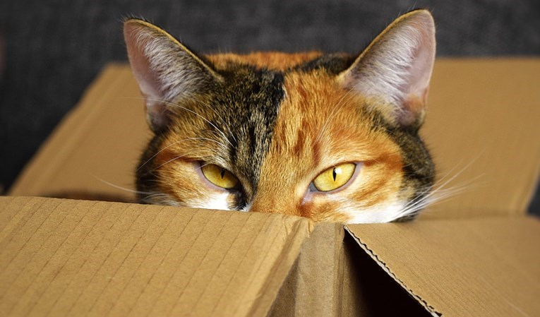 Sve se mačke vole zavlačiti u kutije, no ova se nije dobro provela