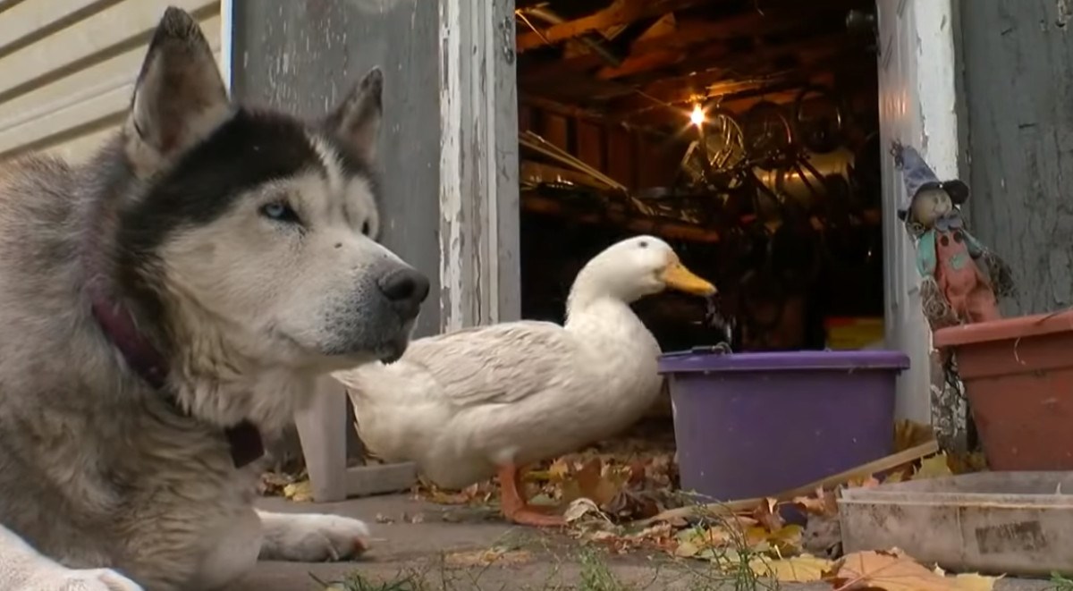 Patak i aljaški malamut postali najbolji prijatelji koji se ne razdvajaju