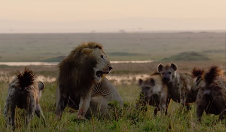 Čopor hijena okružio usamljenog lava, ali onda se u kadru pojavio njegov frend