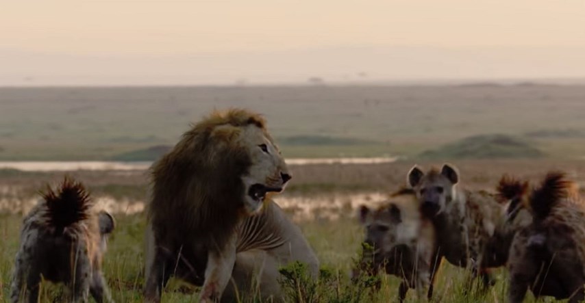 Čopor hijena okružio usamljenog lava, ali onda se u kadru pojavio njegov frend