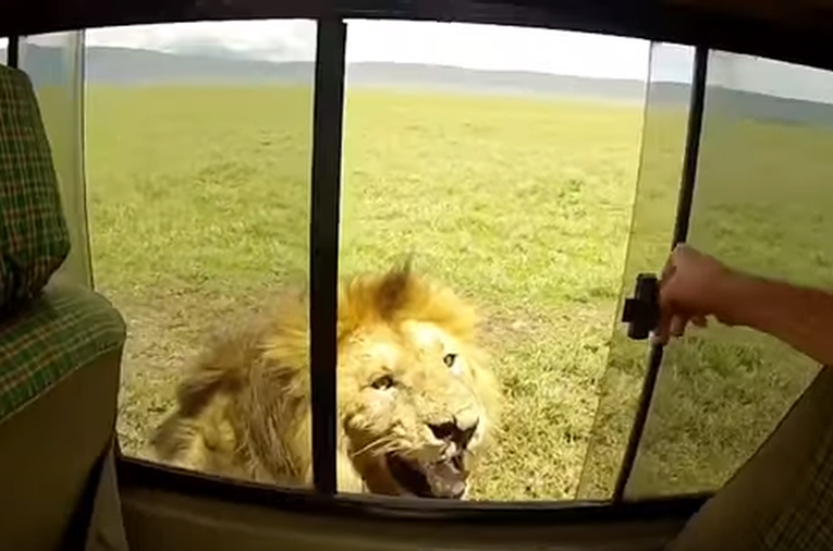 Glupi turist na safariju dirao lava po leđima, brzo mu se obilo o glavu