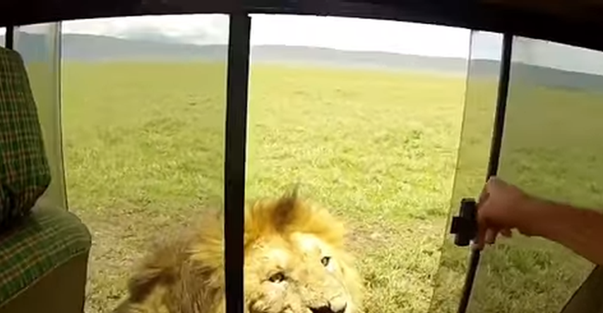 Glupi turist na safariju dirao lava po leđima, brzo mu se obilo o glavu