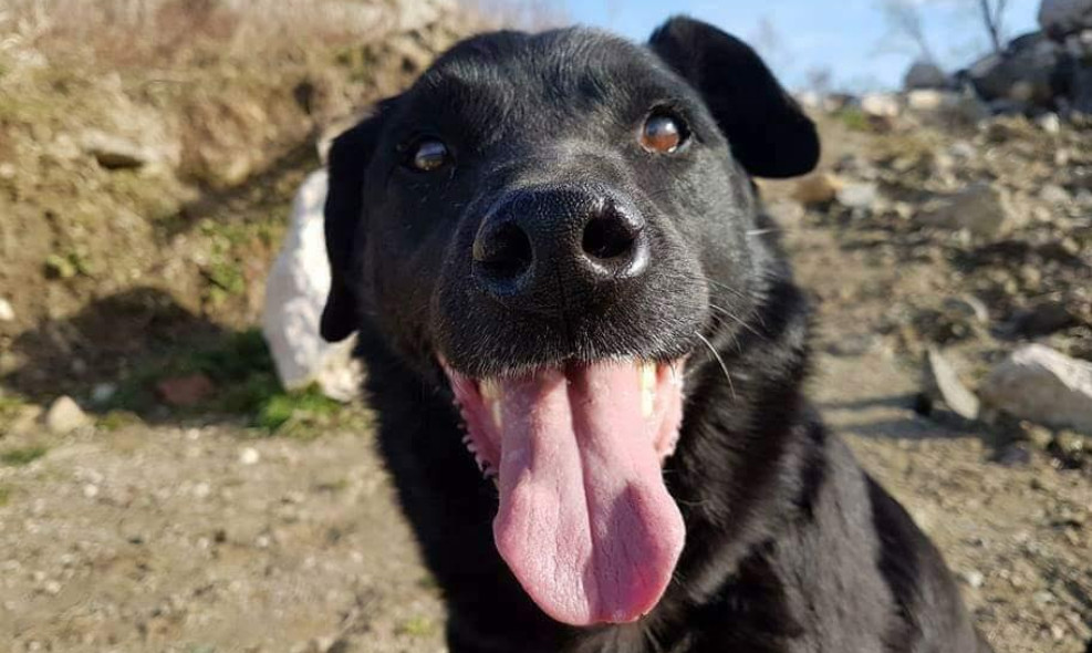 Laj je 11 godina u azilu i ne zna što znači pravi dom, pomozimo mu pronaći jedan