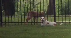 VIDEO Pas nije htio napustiti lane koje je zapelo u ogradi