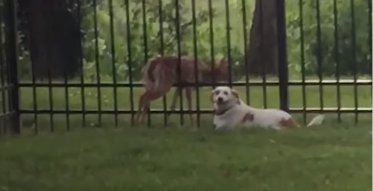 VIDEO Pas nije htio napustiti lane koje je zapelo u ogradi