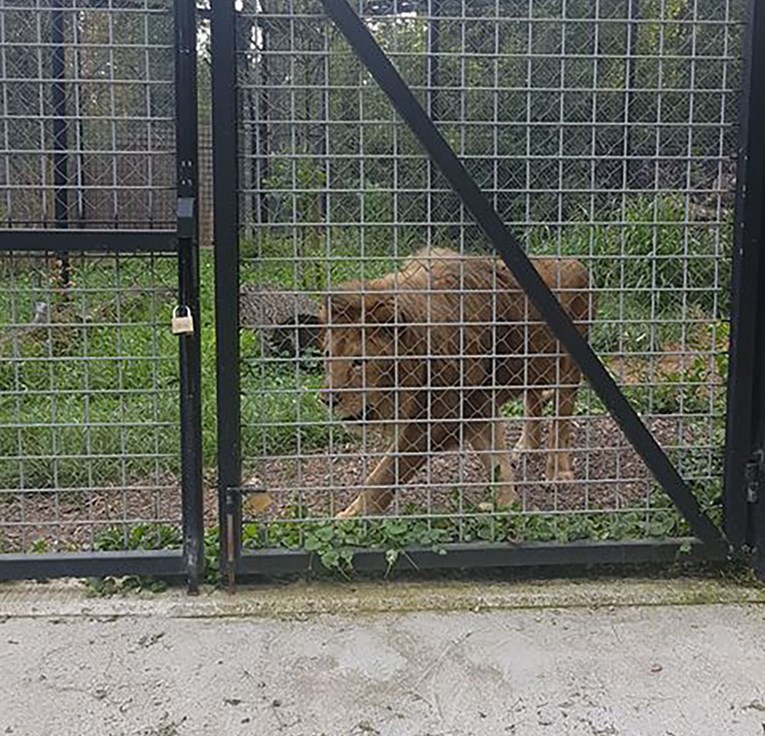 Posjetitelji ZOO-a u Zagrebu zalutali u zabranjeni dio gdje je nastamba s lavom
