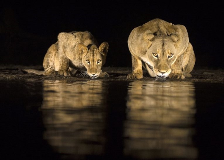 Fotograf 15 sati čekao da uhvati savršene fotke lavova samo par metara od sebe