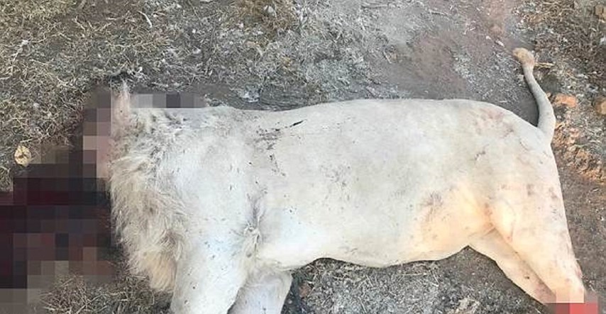 Uznemirujuće fotografije: Brutalno ubojstvo lavova u južnoafričkom parku prirode