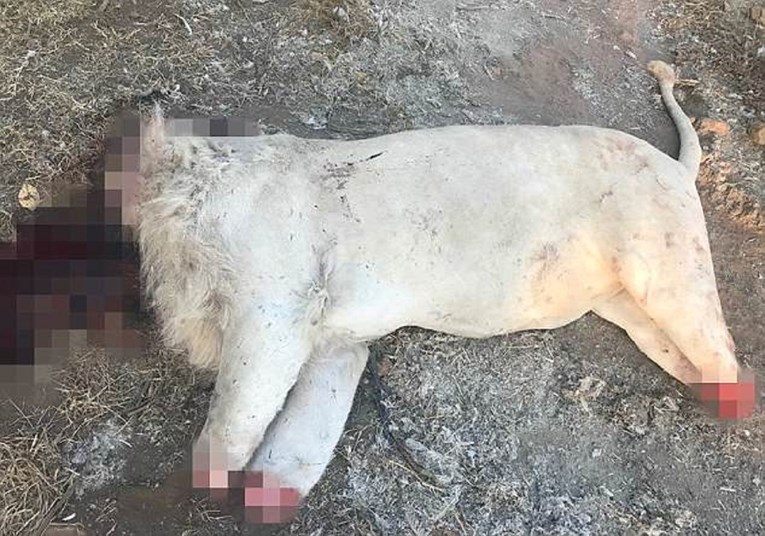 Uznemirujuće fotografije: Brutalno ubojstvo lavova u južnoafričkom parku prirode