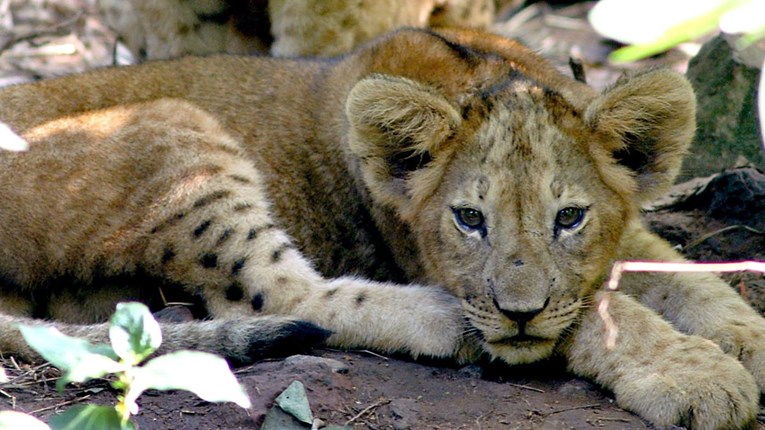 Misteriozna smrt 11 lavova u Indiji