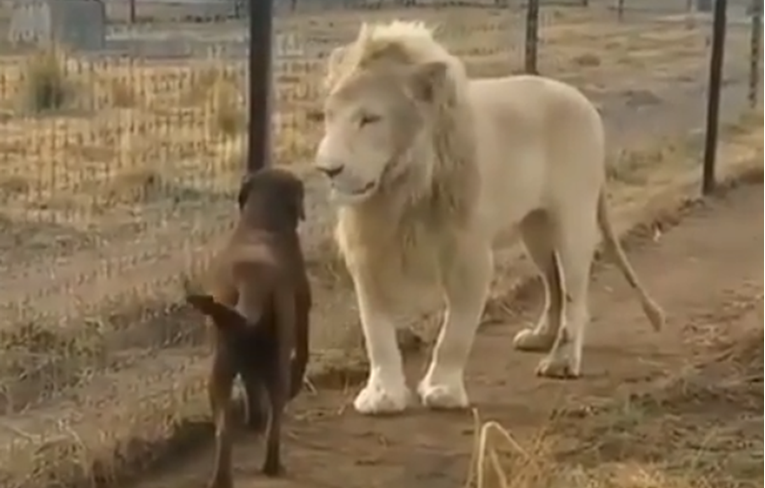 Lav zgrabio psa za šapu pa napravio nešto nevjerojatno