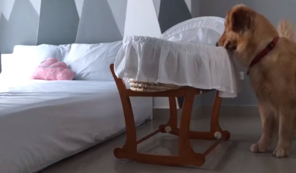 VIDEO Zlatni retriver smirio je uplakanu bebu i pokazao da je savršena dadilja