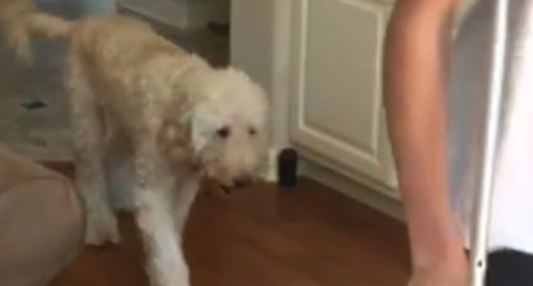 Smiješni psić odlučio kopirati hod svog vlasnika koji je slomio nogu
