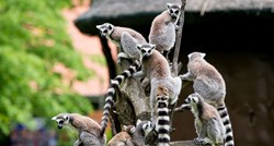 Lemuri proglašeni najugroženijim primatima na Zemlji