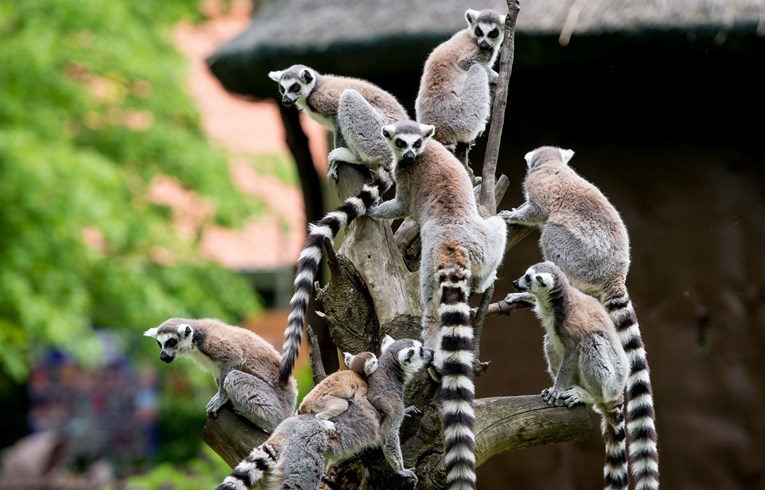 Lemuri proglašeni najugroženijim primatima na Zemlji