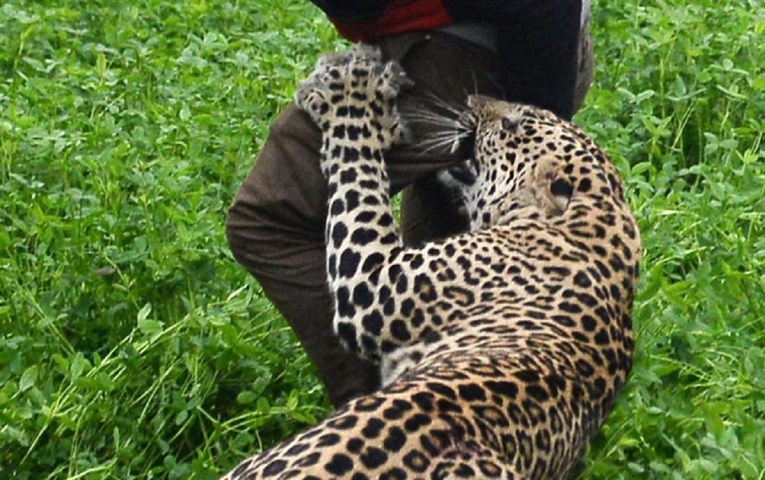 Divlji leopard napao selo u Indiji, objavljena snimka