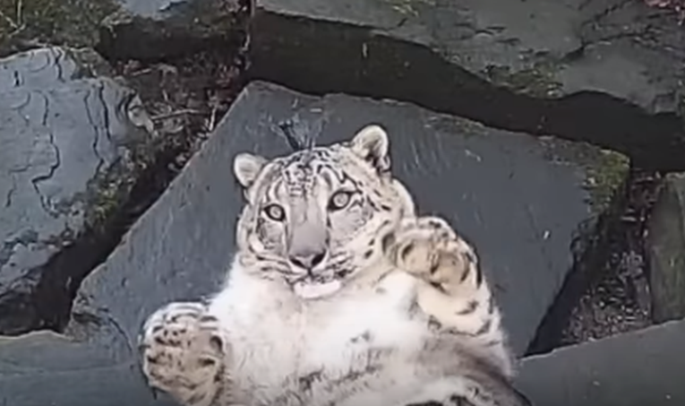 Ženki leoparda postavili kameru u kavez dok je spavala, njena reakcija je sve