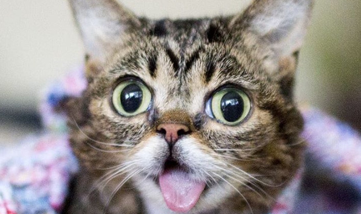 JEDNA U BILIJUN Unikatna maca svojim je izgledom osvojila internet