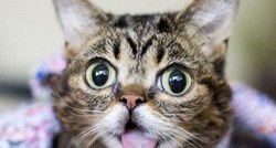 JEDNA U BILIJUN Unikatna maca svojim je izgledom osvojila internet