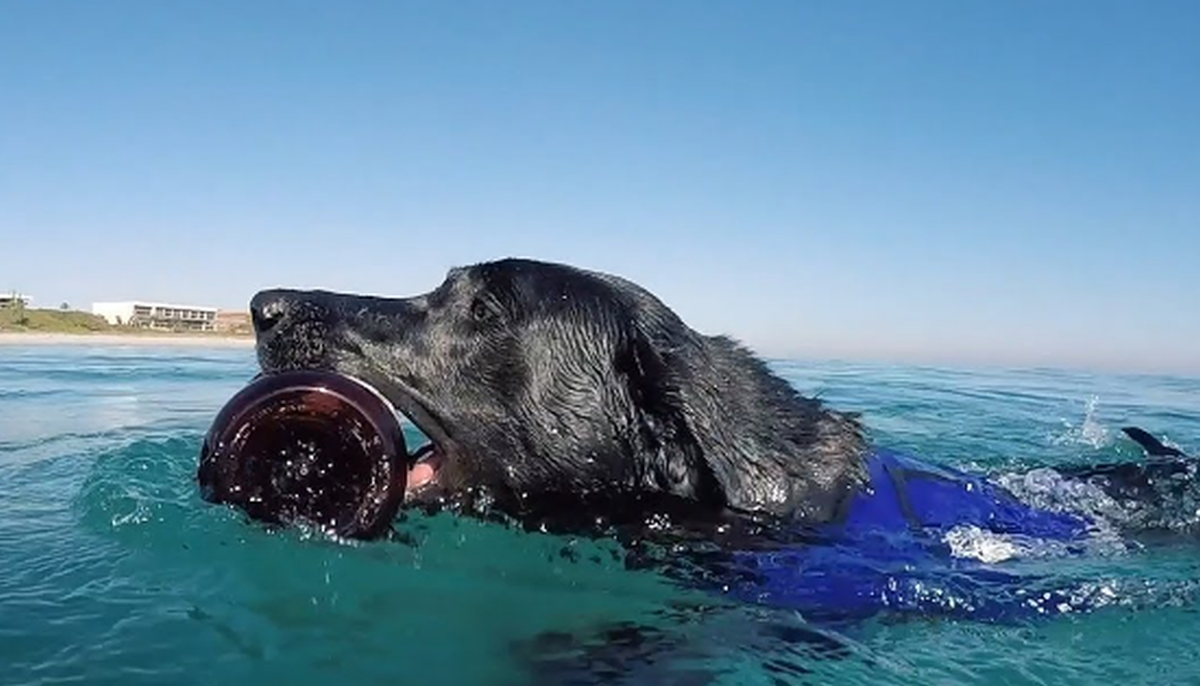 Kujica Lila pravi je ekolog, svakodnevno izranja plastiku i čisti ocean