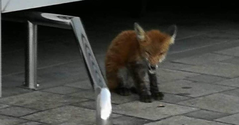 Pomozite joj: Po Španskom luta beba lisica, gladna je i u lošem stanju
