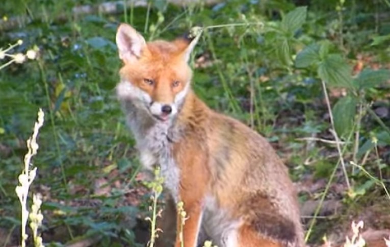Ministarstvo daje milijun kuna lovcima za ubijanje lisica i čagljeva