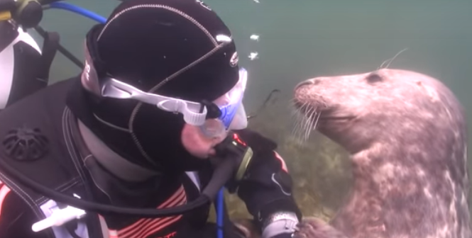 Tuljan doplivao do čovjeka, a onda se dogodilo nešto preslatko