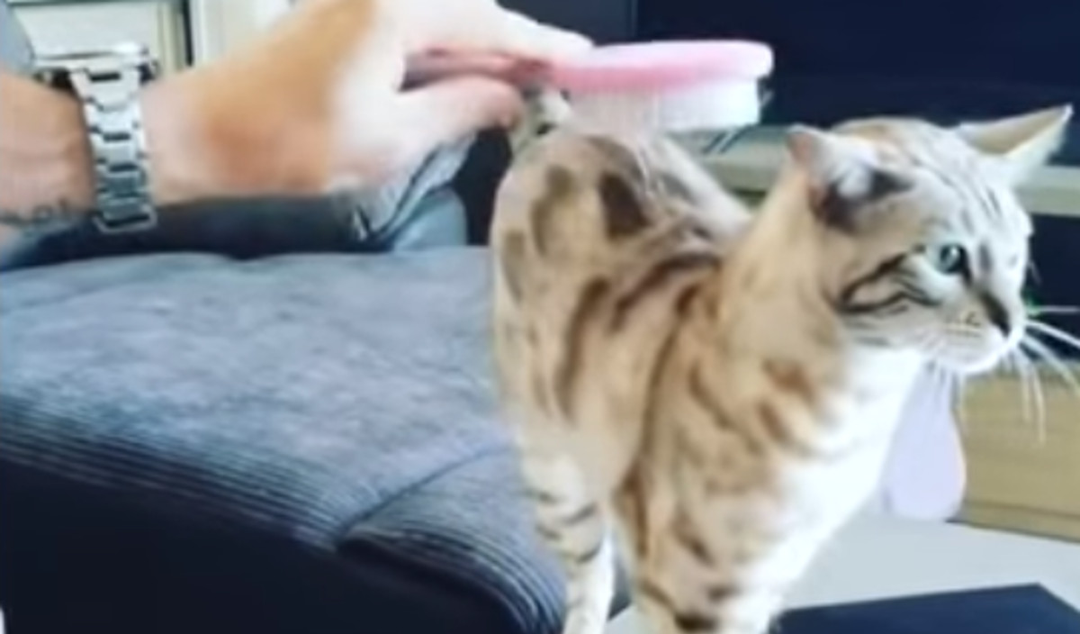 VIDEO Ljubomorna maca ne dozvoljava vlasniku da češlja psa