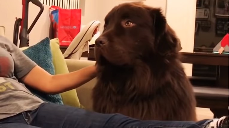 VIDEO Ovaj se pas naljutio na svoju vlasnicu i ne želi je ni pogledati