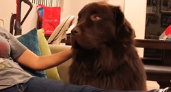VIDEO Ovaj se pas naljutio na svoju vlasnicu i ne želi je ni pogledati