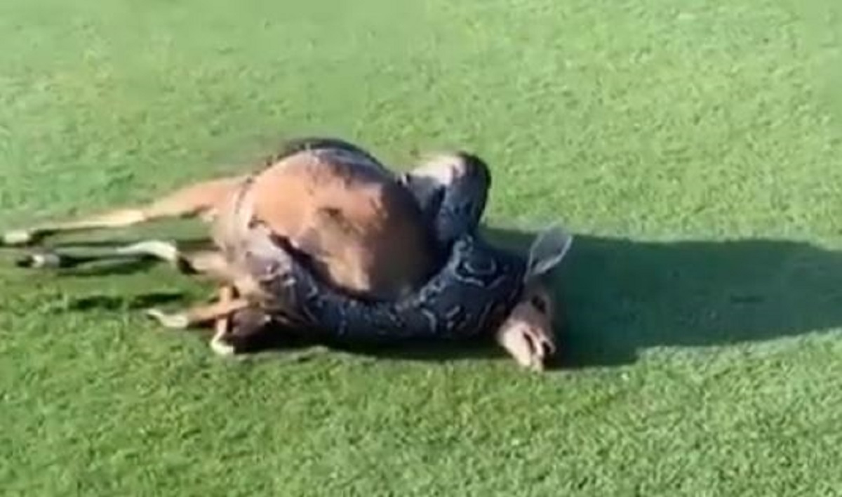 Igrao golf pa na terenu snimio pitona kako jede antilopu: "Koliko nevjerojatno!"