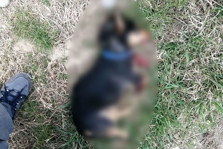 UZNEMIRUJUĆE U Prelogu ubijena kujica: "Ustrijelio ju je iz čista mira"