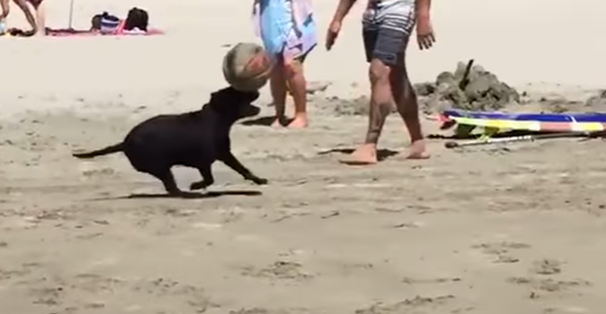 Ljudi na plaži nisu mogli vjerovati što radi ovaj pas, morali su ga snimiti