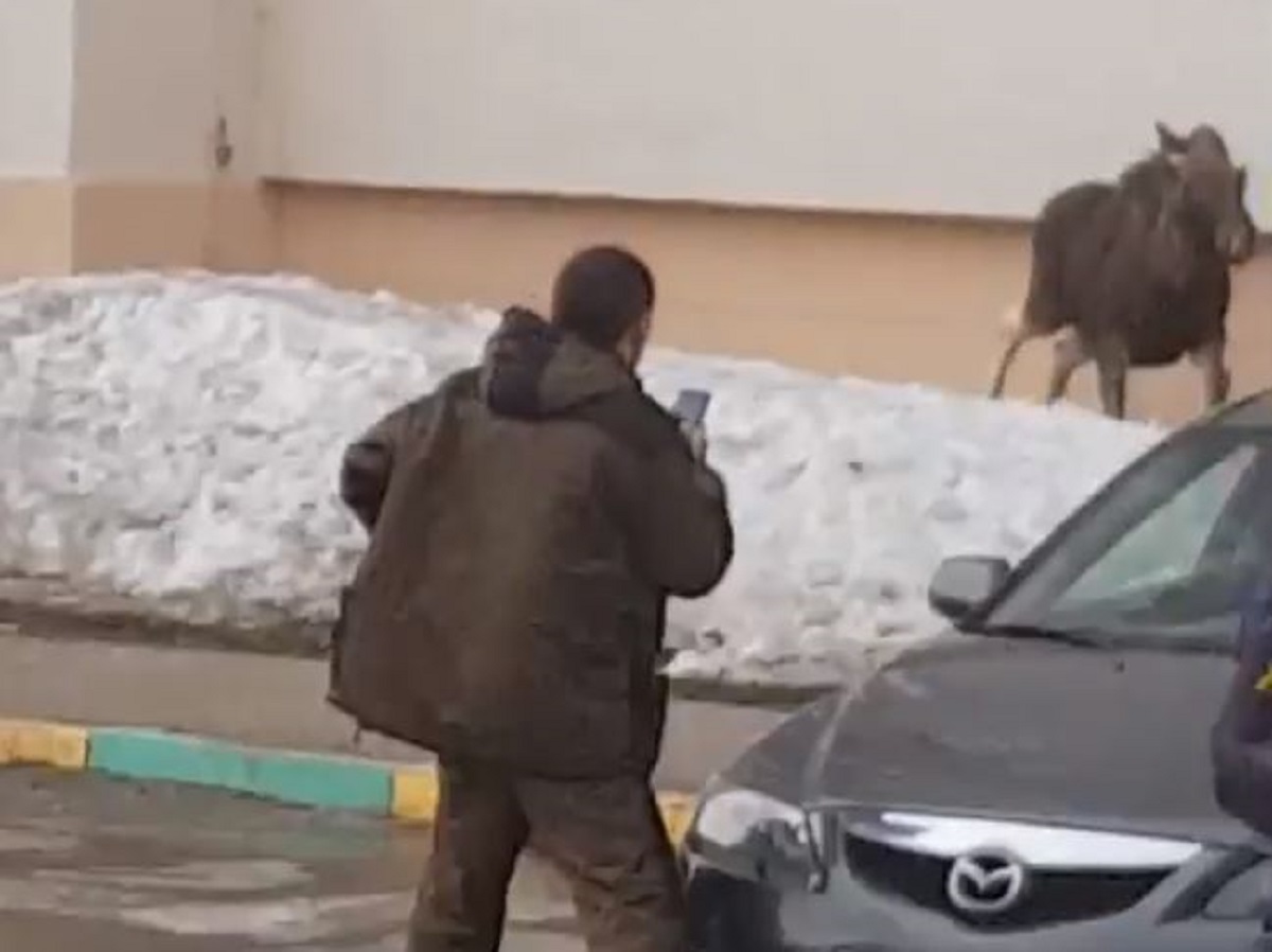 Divlji los radio kaos na ulici, ljudi ne mogu vjerovati kako ga je žena otjerala