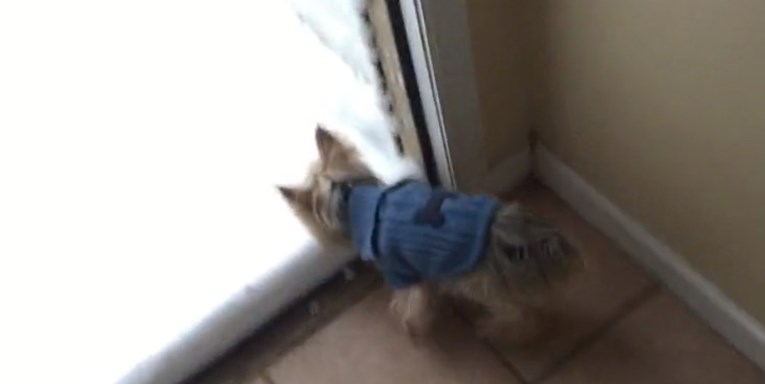VIDEO Reakcija ovog psića na snijeg nasmijala je ljude do suza