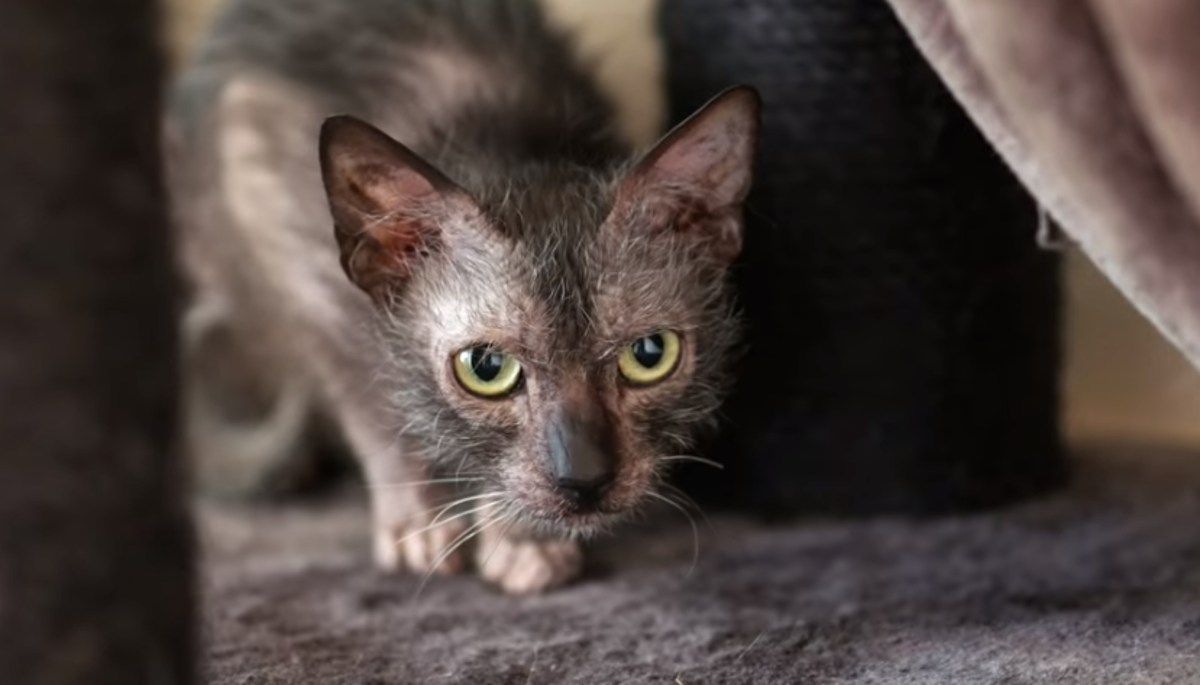 Lykoi - "mačka vukodlak" koja se pojavila prije 20 godina i začudila svijet