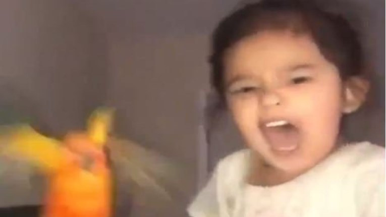 20 milijuna pregleda: Curica naučila papigu da napada koga želi i postala hit