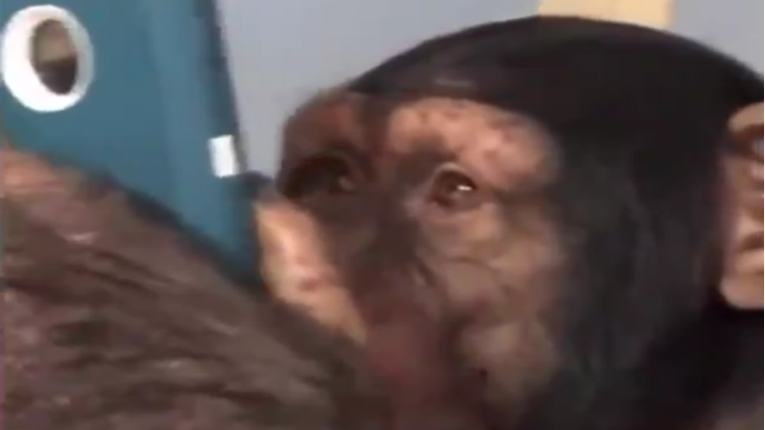 Pogledajte kako majmun koristi smartphone: "Ovo je kraj za nas..."