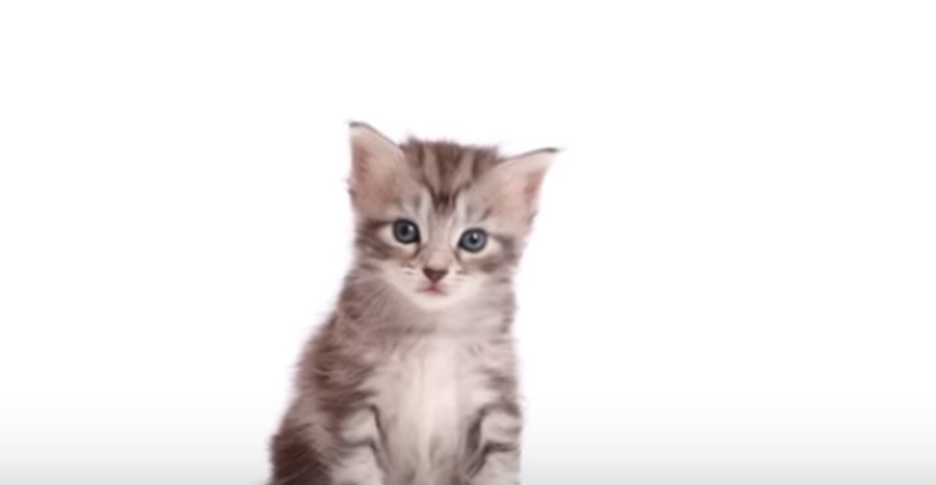 Od mačića do mačke: Odrastanje mačke prikazano u 20 najslađih sekundi