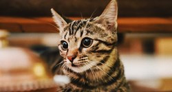 Treba li mačkama davati imena i kako ih naučiti odazivanju?