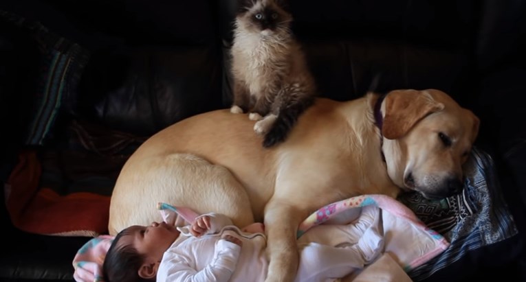 VIDEO Maca i pas čuvali su bebu, no nisu se nadali ovakvom "pozdravu"