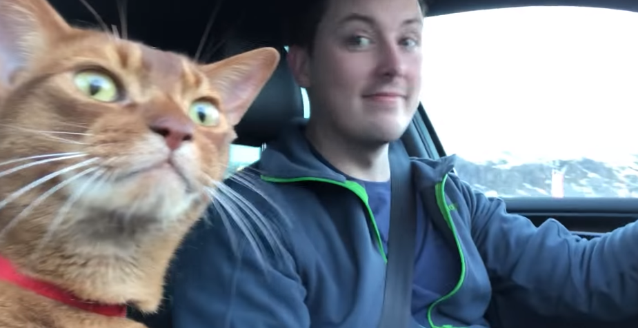 Njihova je maca naučila "pjevati" popularnu dječju pjesmicu pa postala hit