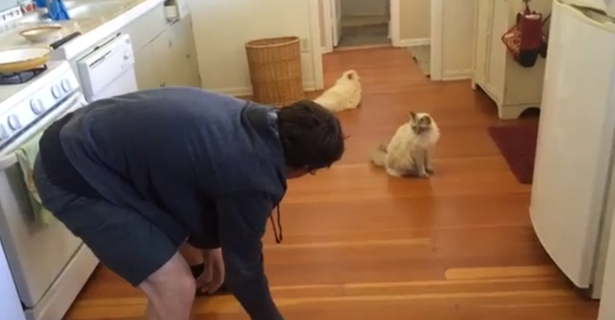 VIDEO Ovaj mačak voli vrlo čudnu stvar, pogledajte o čemu se radi