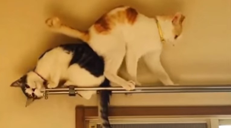 VIDEO Ovo je dokaz da mačke nisu bića s našeg planeta i da za njih vrijede drugi zakoni