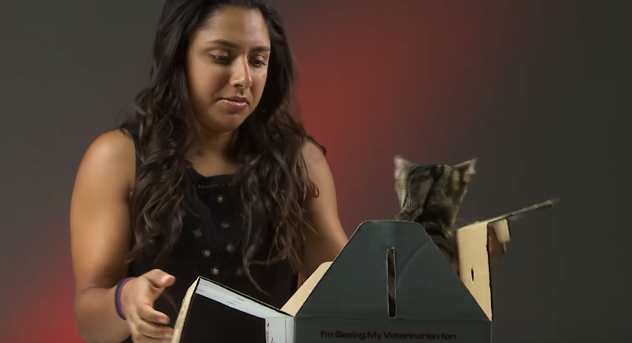 Ljudi koji mrze mačke susreli se s mačićima, ovo su njihove reakcije