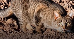 Australija želi ubiti dva milijuna divljih mačaka, objasnili su zašto